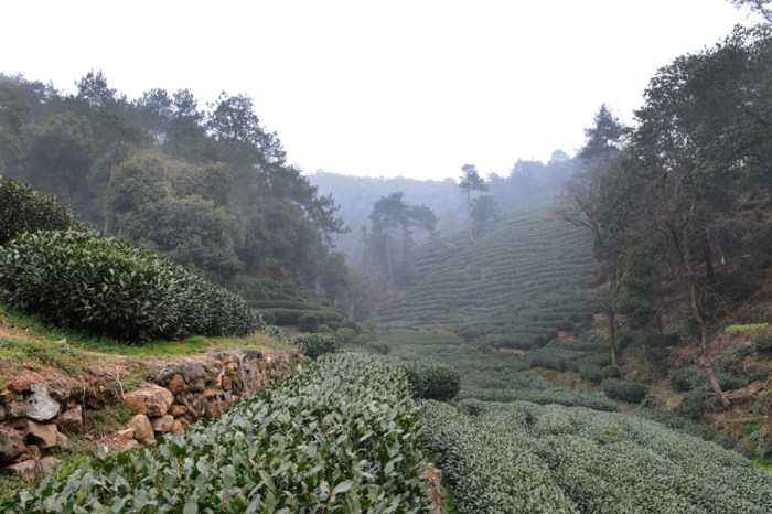 Longjing tea plantation.