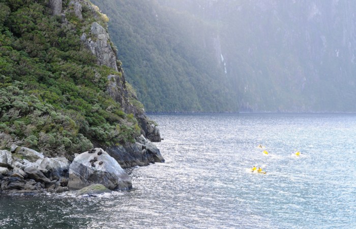 Seals sunbathing with kayakers onlooking.