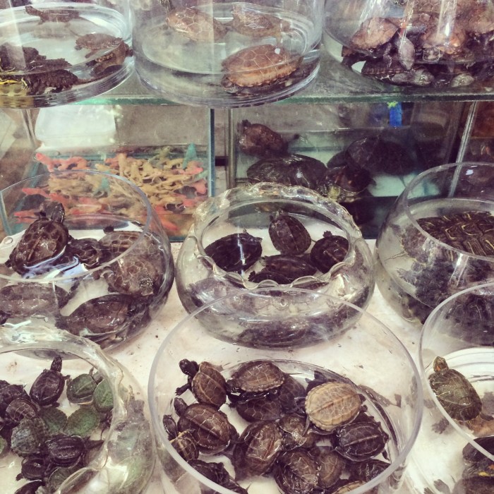 This same photo could be taken in a local pet market or local food market.