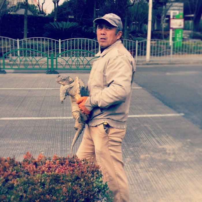 Routine sale at any intersection. Turtle soup, anyone?