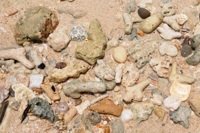 Instead of sea shells, the beach was lined with coral.