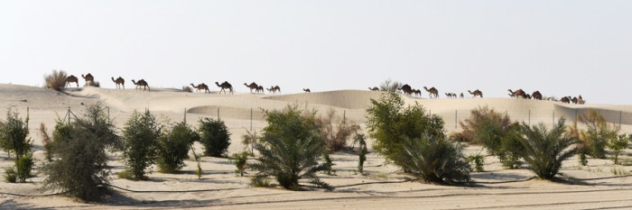 You know you're in the desert when...