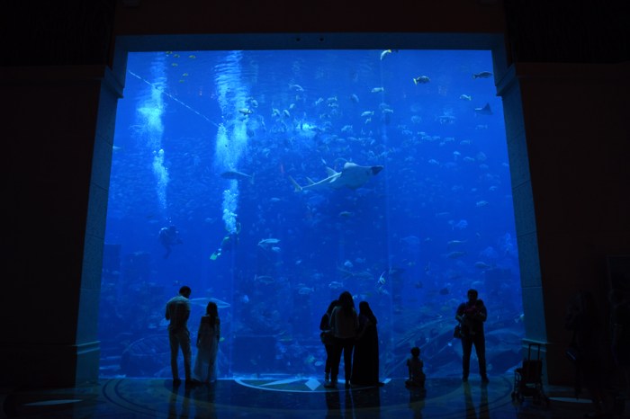 Luke watching John swim in the aquarium. 