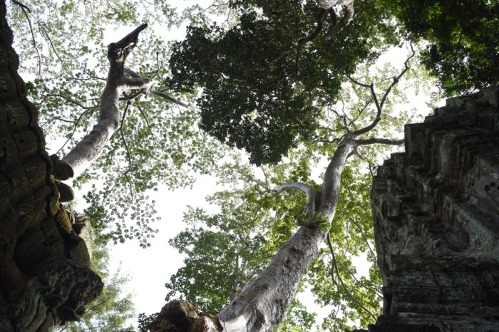 Parrots flew between the trees overhead.